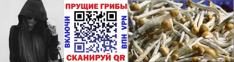 Псилоцибиновые грибы ЛСД  Купить  Суджа 
